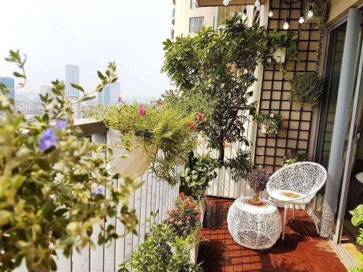 Mất tiền vì ôm mộng làm vườn trên ban công chung cư